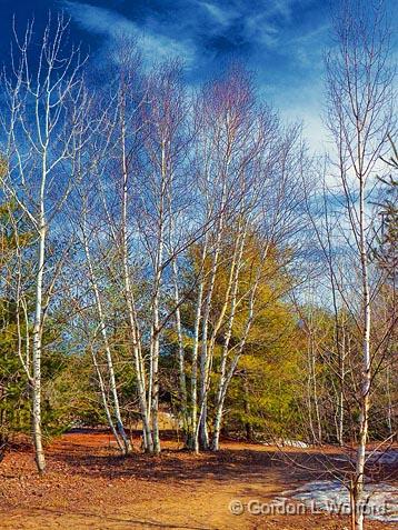 Late Winter Trail_14955.jpg - Photographed at Ottawa, Ontario - the capital of Canada.